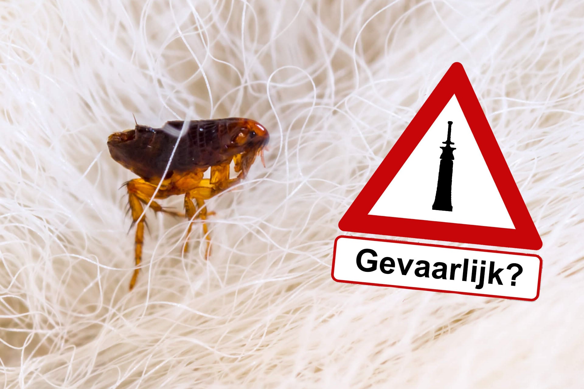 Hoe gevaarlijk is een pipet tegen vlooien?